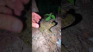 Bounce Bounce funny frog for laugh  Boing boing the frogs funny  PEM PEM frog flying funny [upl. by Nauqed]