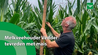 Melkveehouder Vedder tevreden met mais [upl. by Einnaej]