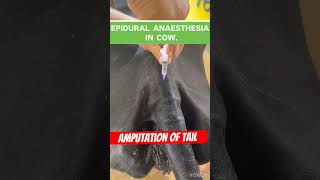 Epidural anaesthesia in cow  epidural injection  पुश के पूछ मे कैस लगाए cow shorts [upl. by Esirehc]