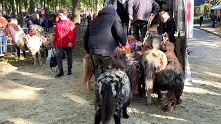 Pferde verladen nach dem  ZUIDLAREN Paardenmarkt in Holland NL 17102023 [upl. by Spanos]