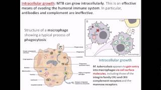 Intracellular growth of Mycobacterium tuberculosis [upl. by Chelsae44]