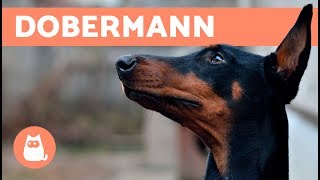 Dobermann – Carattere e addestramento [upl. by Esinehs925]