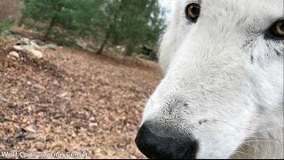 Wolf Howl at the San Diego Zoo [upl. by Hnim]