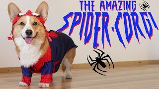 THE AMAZING SPIDERCORGI  Topi the Corgi [upl. by Notlad890]