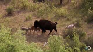 Bison and Her Calf Battle Wolves  North America [upl. by Lyn]