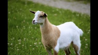 The Fainting Goats of Tennessee  Around The World [upl. by Attirehs648]