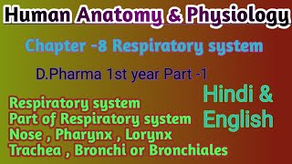 Respiratory system in Hindi  Part of Perspiration System  DPharma 1st year Hindi  HAP 📚🇮🇳 [upl. by Auqined]