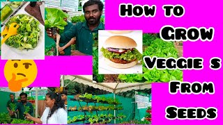 How to Growing Fast And Easy LettuceCylera in Hydroponics No Soil [upl. by Ahsekal598]