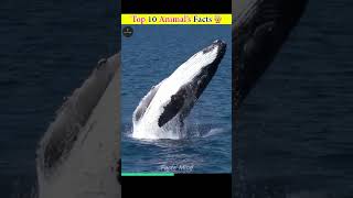 Top 10 Animals Facts shorts [upl. by Arat752]