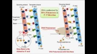 DNA Replication Repair and PCR [upl. by Hanselka]