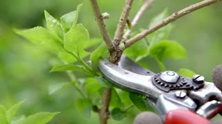 How to prune spring flowering shrubs  Grow at Home  Royal Horticultural Society [upl. by Etnahsa]