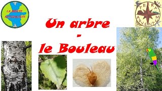 Un arbre  le Bouleau Minute Naturaliste 29 [upl. by Nathaniel228]