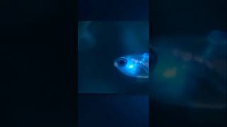 Ostracod amazing facts shorts short viralvideo [upl. by Nytsirhc]