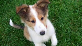 Cute sheltie puppy growing up [upl. by Appleton198]