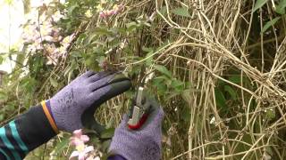 Pruning Clematis [upl. by Assil]