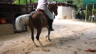 CABALLOS COSTARRICENSES DE PASO PEREGRINO A [upl. by Attelrahs]