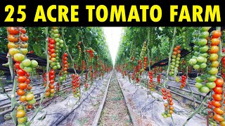 25 Acre Hightech Tomato Farm  Greenhouse Tomato Farming [upl. by Astto]