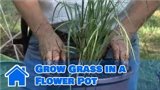 Container Gardening  How to Grow Grass in a Flower Pot [upl. by Lytton]