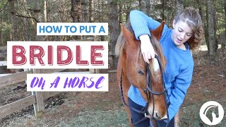 How to Make an Elizabethan Collar for Your Pet [upl. by Anabelle]