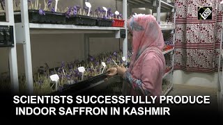 Scientists successfully produce indoor saffron on experiment bases in Kashmir [upl. by Aihsik]