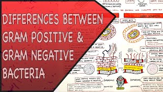 Differences between Gram Positive amp Gram Negative Bacteria [upl. by Verneuil]