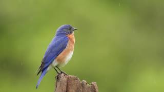 Bluebird Singing in the Rain [upl. by Nimajneb818]