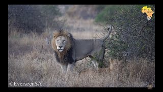 Big boy Mbiri male LION AKA ZigZag [upl. by Radborne]