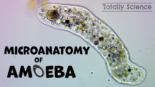 The Microanatomy of Amoeba  Show You the Secret of Amoeba Under a Microscope [upl. by Fay177]