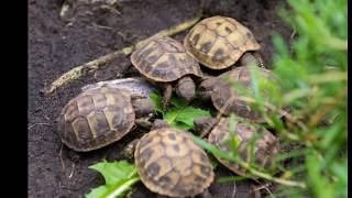 Wie sollte ein Außengehege für Landschildkröten aussehen [upl. by Lathrop]