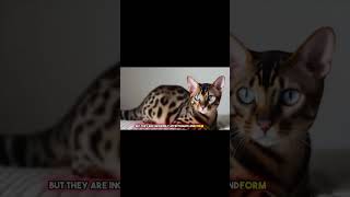 We Tested Bengal Cats and Heres What We Found Out [upl. by Gnourt]