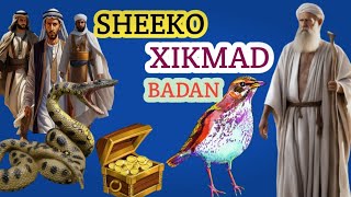 SHEEKO XIKMAD BADAN OO CAJIIB BADAN ABDIHAKIMPRO [upl. by Anialem]