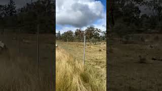 Mustering sheep in Australia [upl. by Aleekahs]