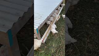 The Cheapest Feeder for Pasture Raised Chickens [upl. by Ettelra244]