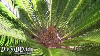 Cycas revoluta Cycadaceae king sago palm  sagu de jardim DC1 [upl. by Itsyrc]