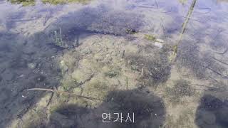 물속생물도감 연가시 학명 Gordius aquaticus Linnaeus 생물학적 분류 jmb방송 [upl. by Oiruam396]