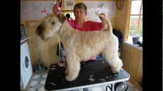 SoftCoated Wheaten Terrier trimming with clippers  Part 3 [upl. by Ariajay]