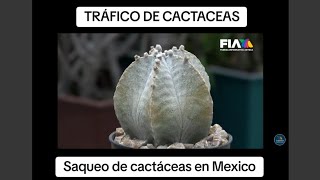 SAQUEO DE CACTACEAS EN MEXICO  TRAFICO ILEGAL [upl. by Loren]