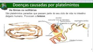 Filo dos platelmintos [upl. by Nayar]