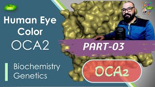 Human Eye Color Lecture  PART3  OCA2 gene  Pprotein  melanosomes  Basic Science Series [upl. by Dowell271]