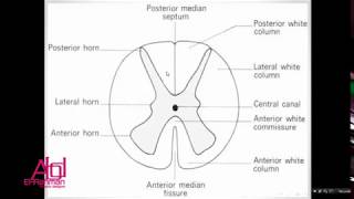 Module 9  CNS   Practical Histology  Spinal Cord Segments [upl. by Etyak]