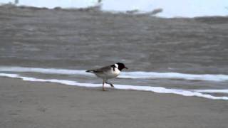 Hooded Plovers  an endangered Australian bird [upl. by Luapnaej786]