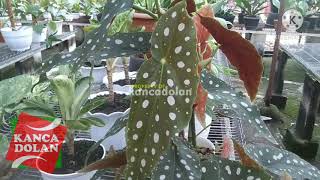 Harga Begonia Polkadot  Begonia Maculata  Tanaman Hias Unik [upl. by Llewen569]