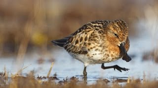 Spoonbilled Sandpiper Foraging [upl. by Emilie]