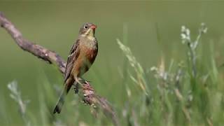 Ortolan Bunting Emberiza hortulana in Russia [upl. by Marlowe]