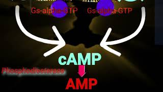 cAMP Phosphodiesterase amp Adenylate Cyclase Metabolism Made Easy [upl. by Scopp]