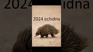 2024 echidna and 5000bce echidna animals echidna trending [upl. by Adlez272]