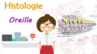 Histologie  Appareil de l’équilibration et de l’audition histologie de loreille cours de 2èm med [upl. by Adnauqahs219]