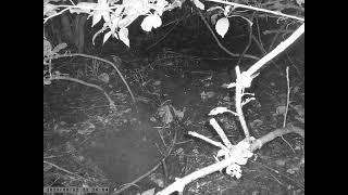 Japanese Field Mouse Forages for Food around the Sett of Japanese Badger Even at Rainy Night [upl. by Leavy]