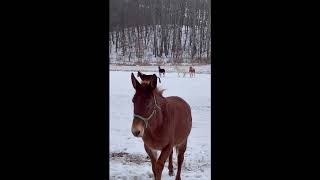 Waterhouse Mule Estate  Kalona 2122 Workhorse Sale [upl. by Hepzi]