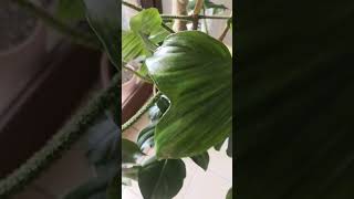 My Philodendron Squamiferum indoorsplants houseplants plantas plants [upl. by Akeber828]